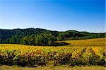 Colourful Vineyard in Autumn