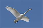 Mute Swan (Cygnus olor) in flight over the Atlantic Ocean