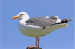 California Gull (Larus californicus) perched against a blue sky