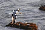 Western Gull (Larus occidentalis) in flight over the Pacific coast