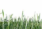 green grass isolated over white