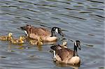 A family of geese enjoying a lake swim