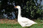 A white goose walking on the shore of a lake