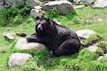A huge black bear sitting on a rock