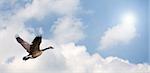 One Goose flying, with a bright background.