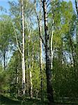 photo abou wood of birches, blue sky and sunlight