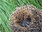 A sleeping hedgehog, lying on the green grass, showing his face.