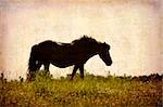 Artistic work of my own in retro style - Postcard from Denmark. - Old horse in a meadow. - Space for text.