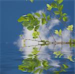 fresh green leaves over water with reflections