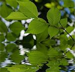 fresh green leaves over water with reflections