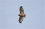 Red-tailed Hawk (buteo jamaicensis) soaring in a blue sky