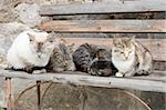 big family of cats (four cats)  is resting