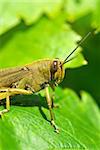 Grasshopper camouflaged in green leves.