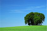 vivid green grass field and a bunch of trees