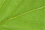 detail of the fresh green leaf texture