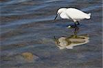 Snowy egret fishing in the wetlands