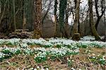 White snowdrops in flower in early Spring in an ancient forest.