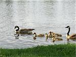 Two geese and babies swimming on a river