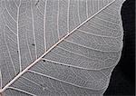 natural leaf background (macro) on the black background