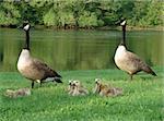 Two geese and their babies by a river