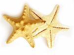 star fish isolated on white background