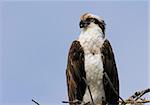 Osprey (pandion haliaetus) on a nest in the Florida Everglades