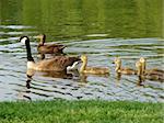 Duck and goose with babies. One is certainly not the parent of they others.