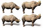 Standing adult Rhinoceros in sunny summer day. Clipping path included to remove object shadow or replace background.