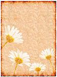 Old sheet of paper with daisy flowers on background