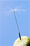 Macro of one dandelion seed on blue  background