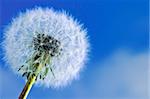 Dandelion close up on blue sky background