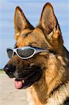 Head of the German shepherd with solar glasses
