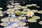 Multiple lilly pads floating on the water