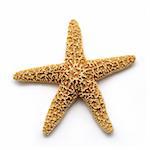 Sea star isolated on white