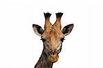 Giraffe head shot isolated on white