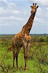 Giraffe in the African bush