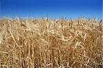 Golden summer wheat crop against blue sky