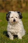 Sweet and small dog is posing in the sun