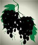 Illustration of silhouette grapes in plant