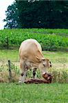 White cow cleaning her just born baby cow.