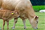 Baby cow standing with her grazing mother