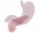 3d rendered anatomy illustration of a human pancreas