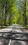 Straight road trough the forest (Sweden)