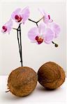 Coco nuts and orchids on plain background