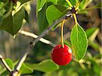 ripening cherry fruit with leaf on the branch