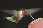 Hungry Ruby-throated Hummingbird (archilochus colubris) at a feeder on a black background