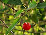 ripening cherry fruit with leaves on the branch