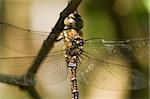 Migrant Hawker on a branch in the shadow