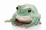 White?s Tree Frog (Litoria caerulea) on white background.