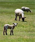 Baby sheep in a meadow trying to find it's mother.